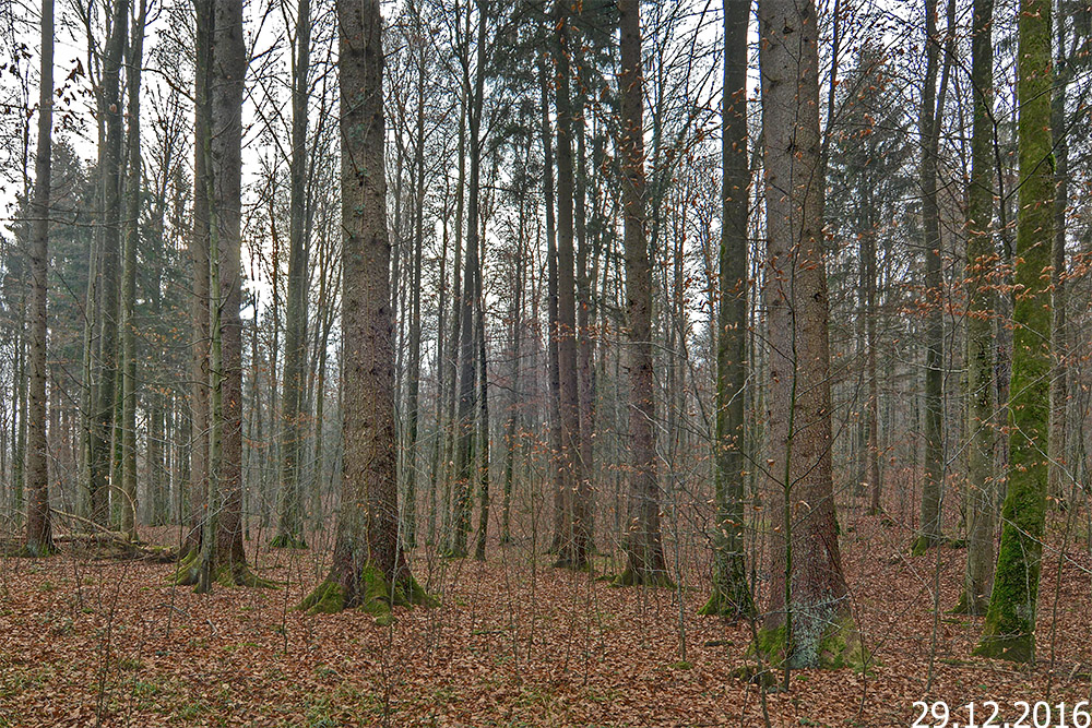 P_394_20161229