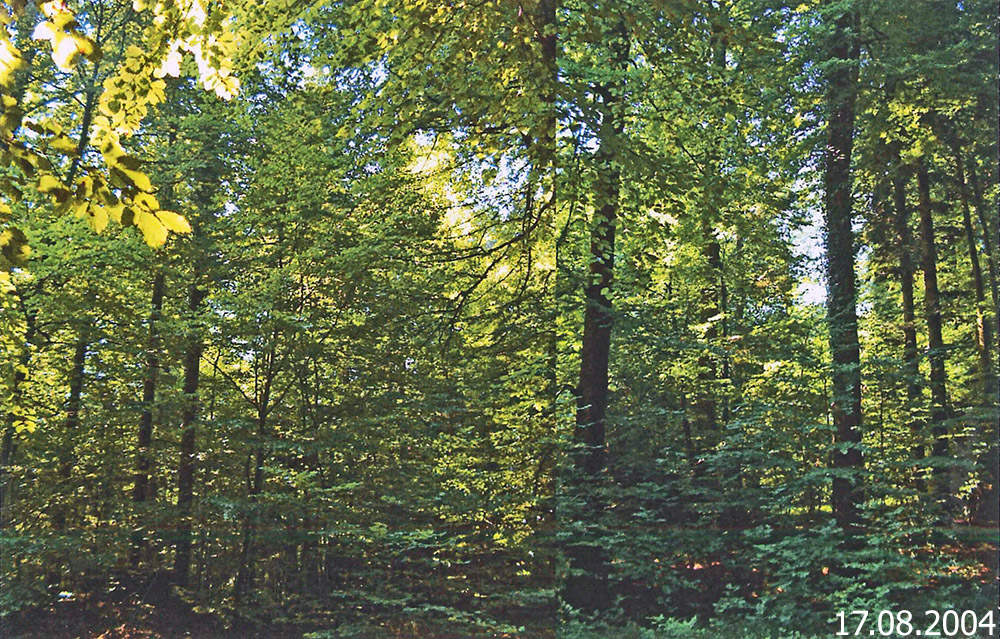 P_81_20040817