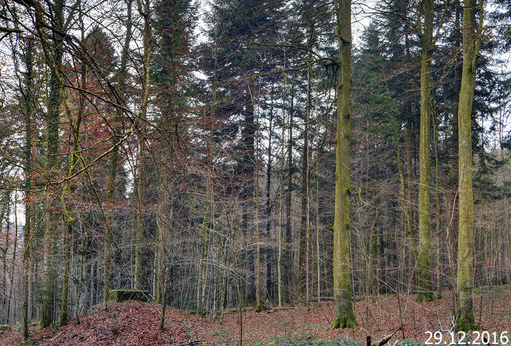 P_81_20161229