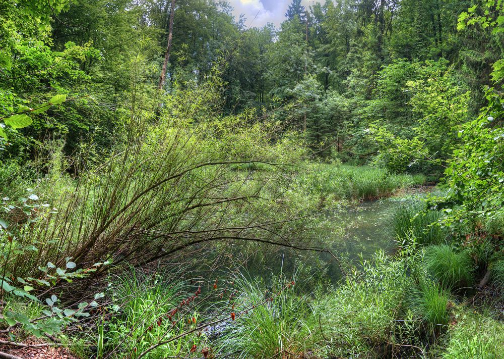 06 07 Albishornweiher