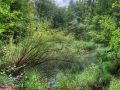 06 07 Albishornweiher