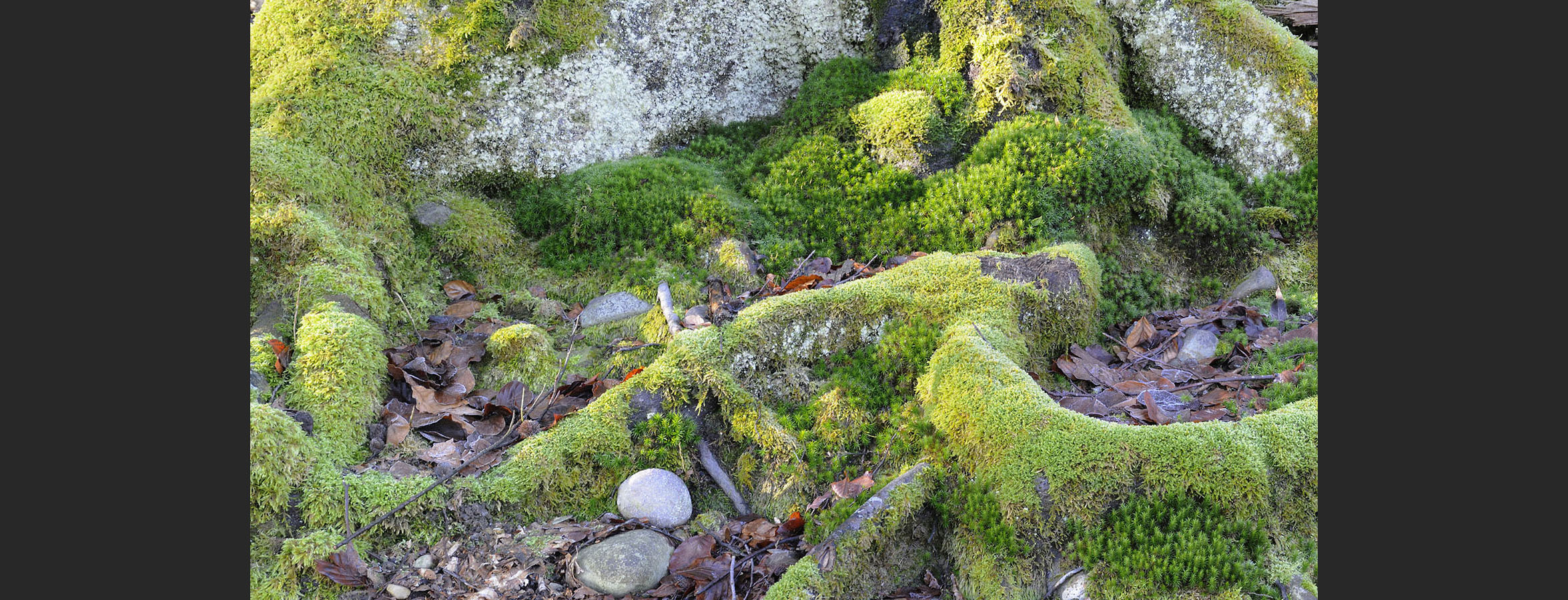 01_Mooslandschaft