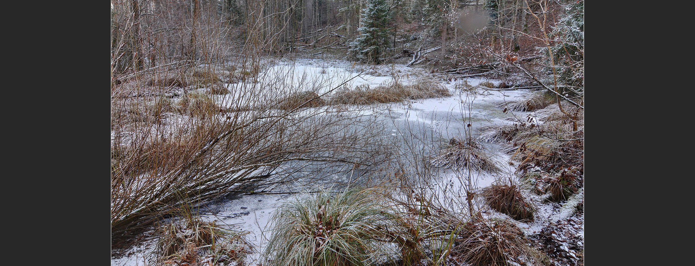 Img_02_3_Albishornweiher