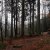 Frühe Fotos - Zürich und Umgebung - Wald - Altstetten
