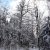 Frühe Fotos - Zürich und Umgebung - Wald - Entlisberg