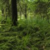 030616MoosErlebnispfad