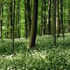 020517Baerlauch