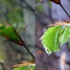 030425Knospen