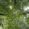 030429BuchenRoosvelt