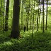 030429FruehlingRooswelt