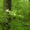 030429Fruehlingswald