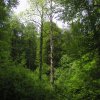 030512Duerrbaum2