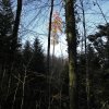 021112LaercheImSihlwald