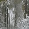 031024HerbstwaldImSchnee