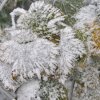 031024LaubEisKristall