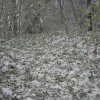 031024LaubImSchnee