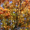 Herbstblaetter79Bis85