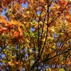 Herbstblaetter79Bis85Kontrast