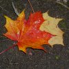 Herbstblatt