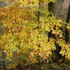 HerbstlaufAnSihl