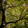 01_Buche_nochEtwasGruen_img_0074