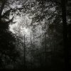 01_SonneDurchNebel