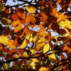 03_BuchenblaetterGenHimmel_img_0005_Version2