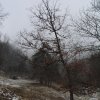 040308Kleeweid