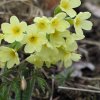040405KleeweidSchluesselblume
