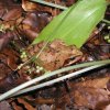020621_Laubfrosch_P6210047