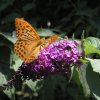 030711_Schmetterling_P7110121_1