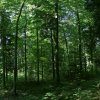 050718Waldbild