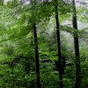 Regenwald