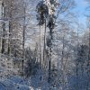 031223VerschneiteFoehre