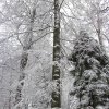 041220Roosveltbuche01