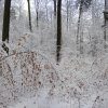 041220Winterwald