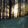 9495Winterwald