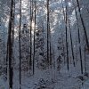 98WaldmattWaldDezBearbeitet