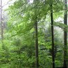 020807_Regenwald_071113_neu