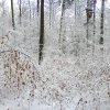 041220_winterwald_071109_neu