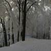 041230_WinterwaldAlbis_071109_neu