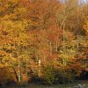 2003_1104_Herbstbuchen
