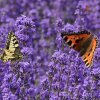 A4_Lavendel_Druckgroesse