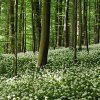 Baerlauchwald