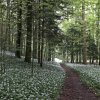 Baerlauch_03
