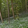 Baerlauch_05