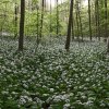 Baerlauch_06