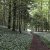 Sihlwald - Bärlauchwald