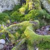 Mooslandschaft