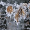 Buchenblatt_01